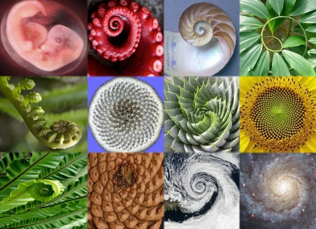 nombre d'or spirale de Fibonacci dans la nature
